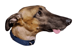 Warren - greyhound with tongue sticking out of side of mouth