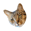 Athena - brown tabby cat