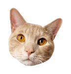 Harvey - orange cat with yellow eyes